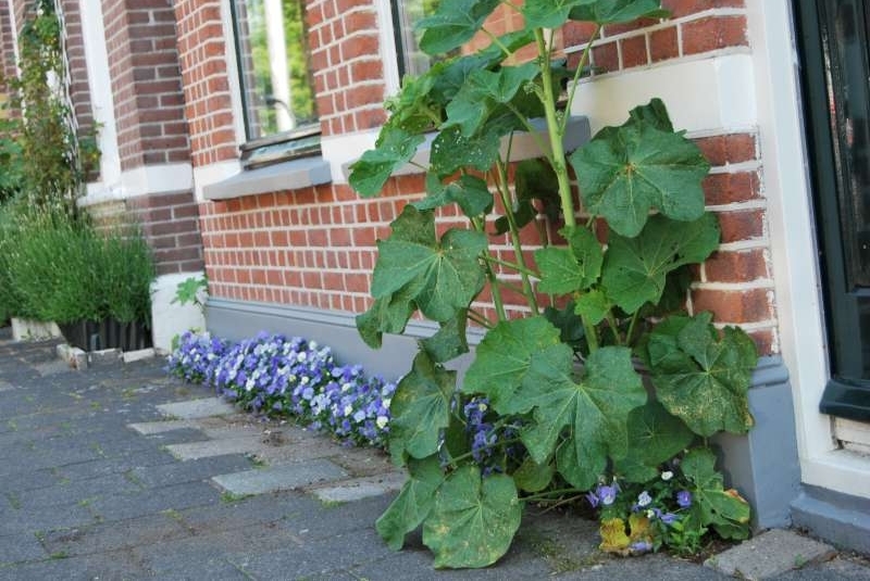 voorbeeld geveltuin