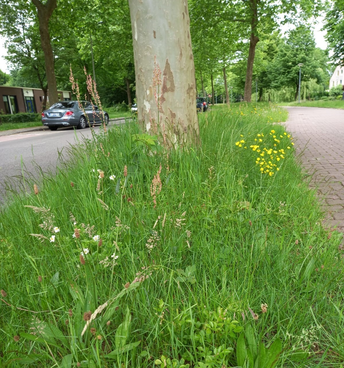 berm naast weg gemeente Meppel 